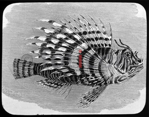 Rotfeuerfisch | Lionfish (foticon-600-simon-meer-363-047-sw.jpg)